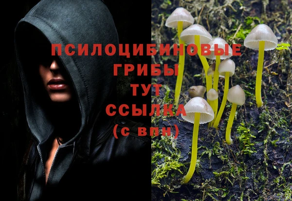 прущие грибы Абинск